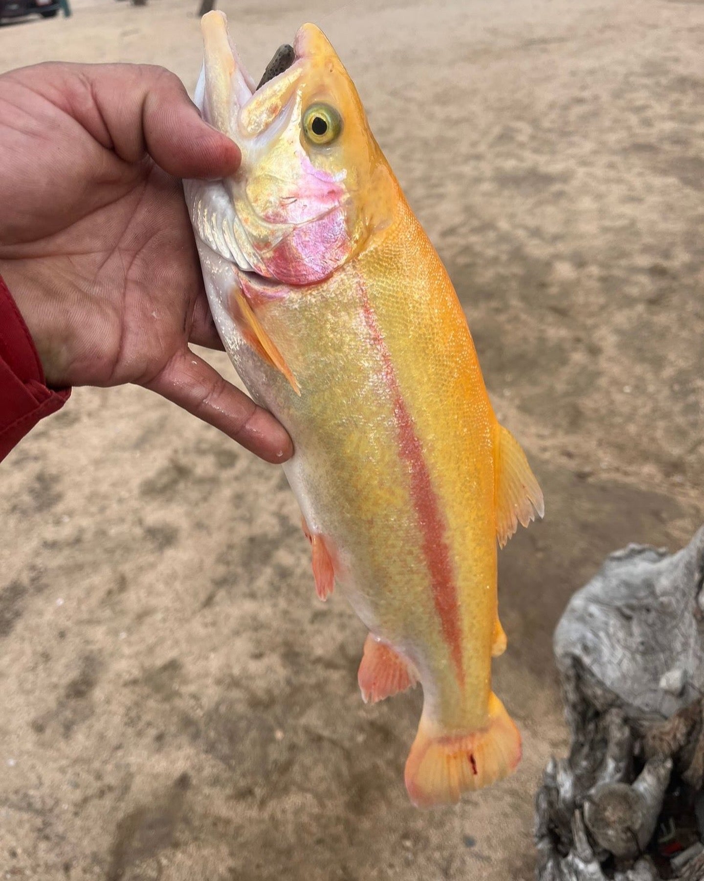Trout Fishing Scents