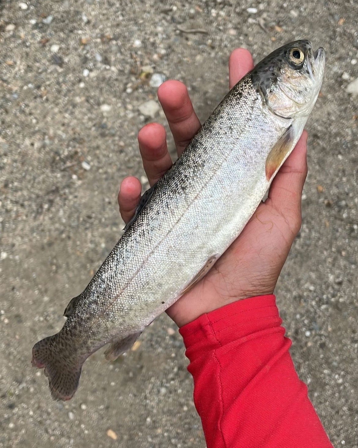TROUT PRODUCTS