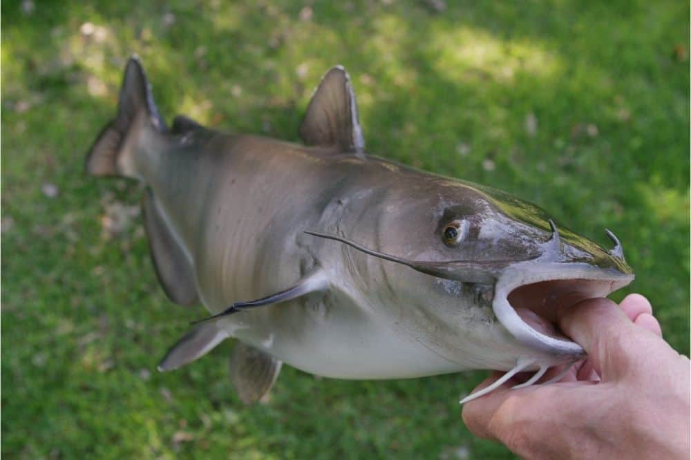 CATFISH SCENTS AND MORE